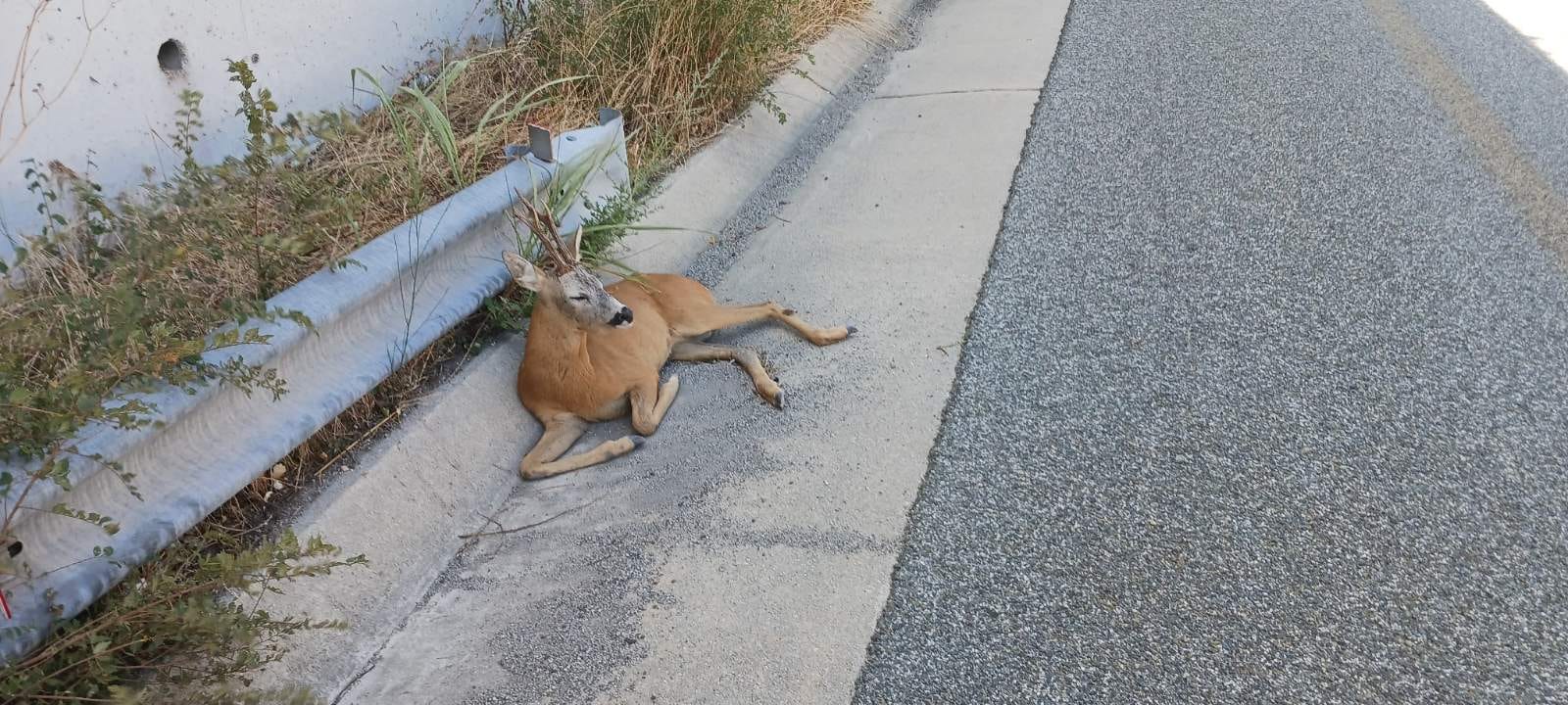 Εθελοντές