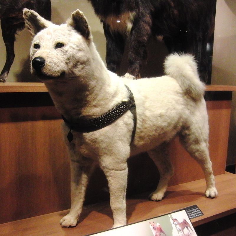 Το ταριχευμένο σώμα του Χάτσικο στο Εθνικό Μουσείο Επιστημών στο Ουένο (Photo: Momotarou2012)