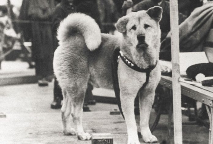 Ο Χάτσικο, ο πιστότερος σκύλος του κόσμου (Photo: Japan Avenue)