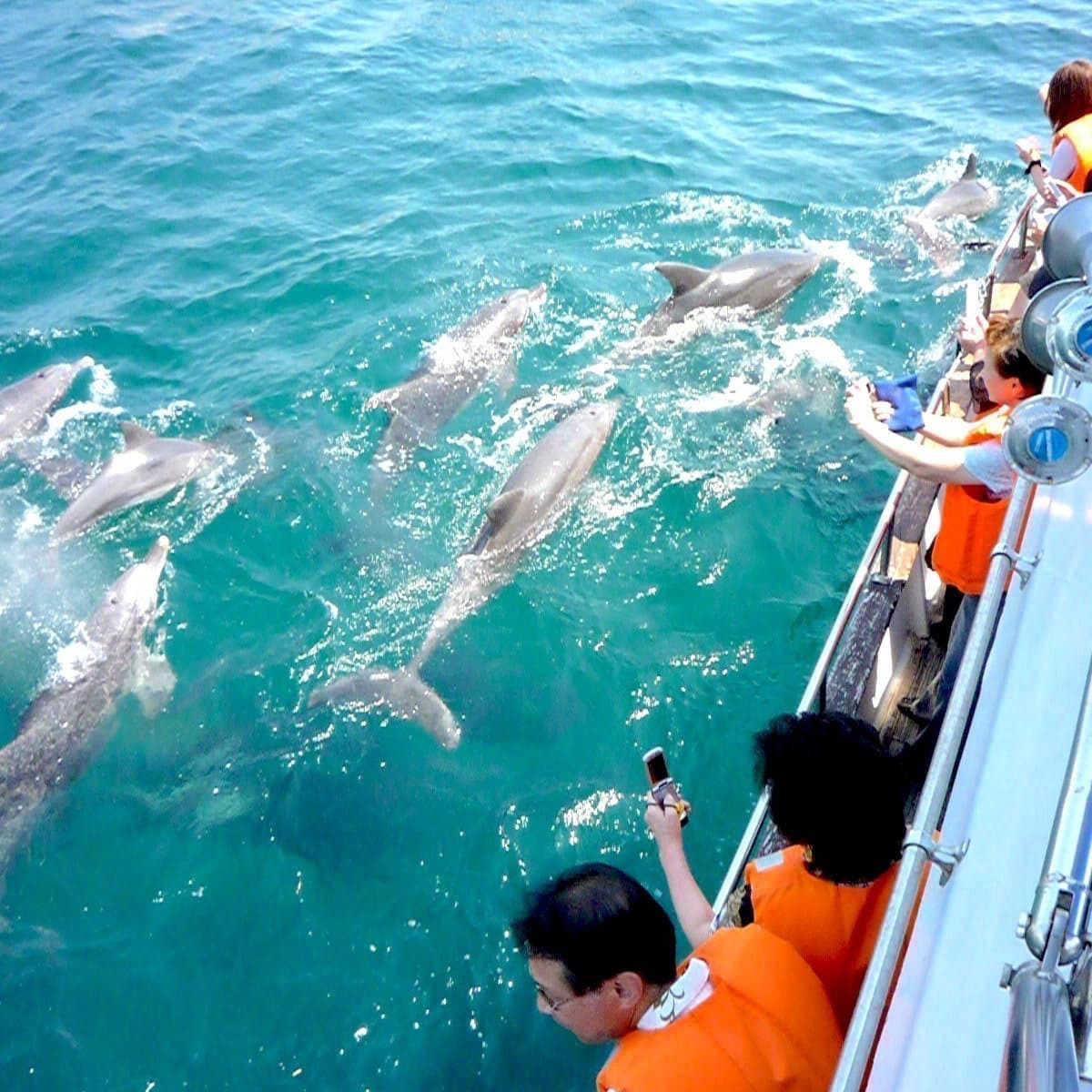Photo: Amakusashi Dolphin