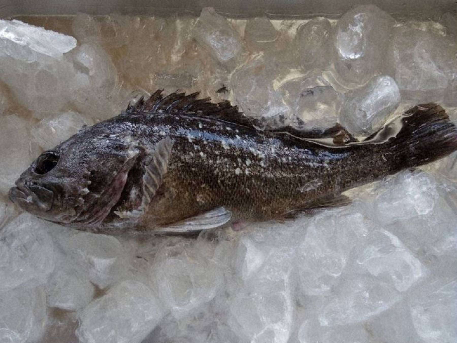 Το ψάρι που βρέθηκε να έχει ραδιενέργεια 180 φορές περισσότερη από το επιτρεπόμενο όριο στην Ιαπωνία (Photo: Twitter/reinharduhrig)