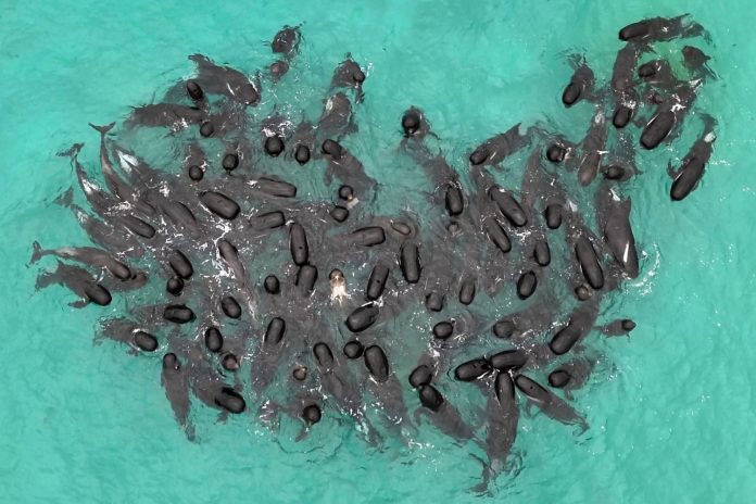 Όταν τα μαυροδέλφινα ξεκίνησαν να ξεβράζονται το ένα μετά το άλλο στην ακτή, άμεση ήταν η αντίδραση των αρχών άγριας ζωής, οι οποίες έθεσαν σε εφαρμογή μια κατεπείγουσα επιχείρηση για να τις διασώσουν (Photo: Associated Press)