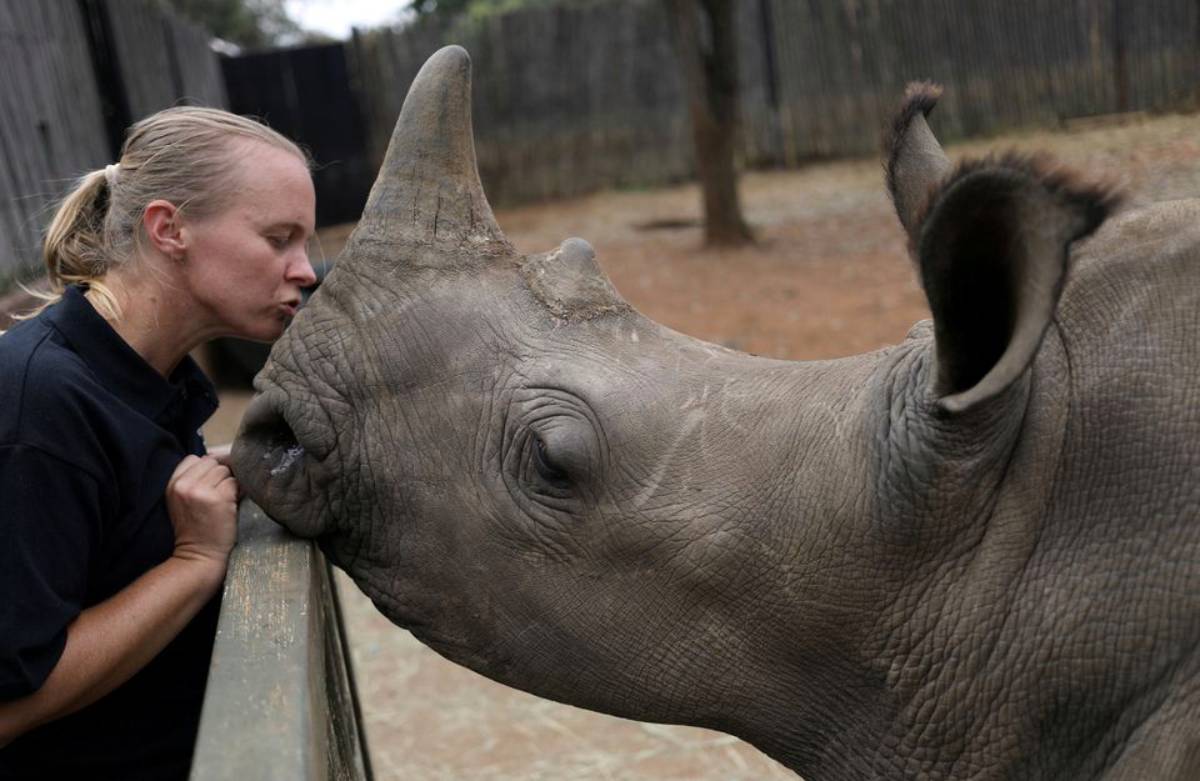 Εργαζόμενη καταφυγίου δίνει ένα φιλί σε έναν ορφανό ρινόκερο τον Απρίλιο του 2020. Το συγκεκριμένο καταφύγιο βρίσκεται στην επαρχία Limpopo της Νότιας Αφρικής και φιλοξενεί ρινόκερους που έχουν μείνει ορφανοί εξαιτίας της λαθροθηρίας (Photo: Siphiwe Sibeko/REUTERS)