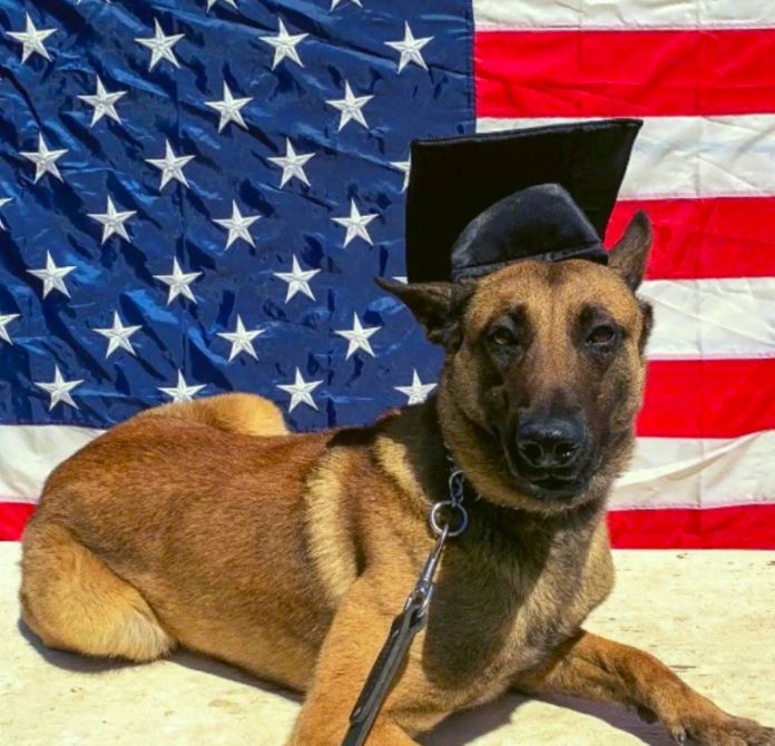 O αστυνομικός σκύλος Σερ που έχασε τη ζωή του από πυροβολισμό (Photo: Twitter/SanDiegoPD)