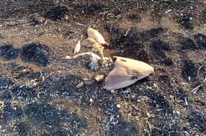 Η εικόνα που αντίκρισε ο περαστικός που εντόπισε τον εκβρασμένο καρχαρία στην παραλία Βλυχάδα της Σαντορίνης (Photo: santorinivoice.gr)