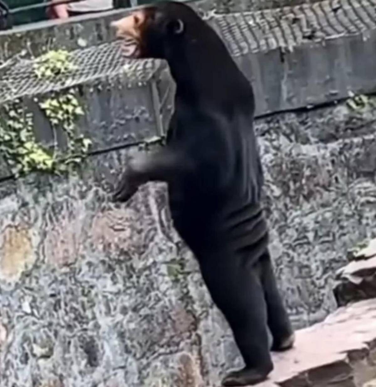 Ένα στιγμιότυπο από το βίντεο που έγινε viral, με τους χρήστες στα social media να εστιάζουν στα λεπτά πόδια της αρκούδας και στο χαλαρό δέρμα και τις πτυχώσεις του. Μερικοί σχολίασαν ότι η αρκούδα «φαίνεται να φοράει παπούτσια» (Photo: Hangzhou Zoo/Twitter)