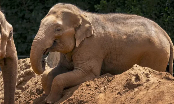 Ο ασιατικός ελέφαντας Man Jai που έφυγε από τη ζωή από ξαφνική και ανίατη ασθένεια που προσβάλλει μόνο τους ελέφαντες, σκοτώνοντας συνήθως εκείνους που βρίσκονται σε νεαρή ηλικία (Photo: AAP/Melbourne Zoo)