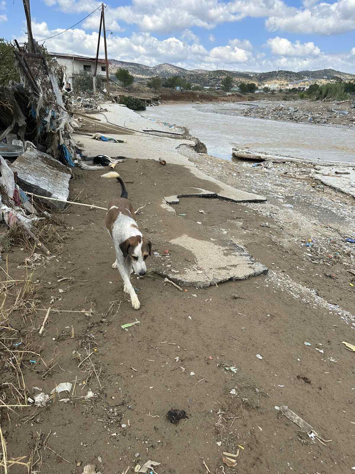 καταφύγιο