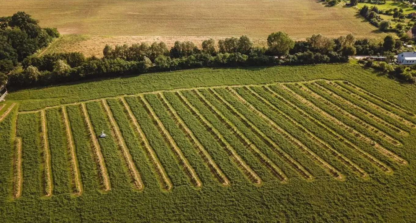 Στο κτήμα του Μπέζελ, η καλλιεργήσιμη γη διακόπτεται κάθε λίγα μέτρα από στενές λωρίδες μη καλλιεργήσιμης γης και υπάρχει λόγος γι' αυτό (Photo: Emanuel Finckenstein/DW)