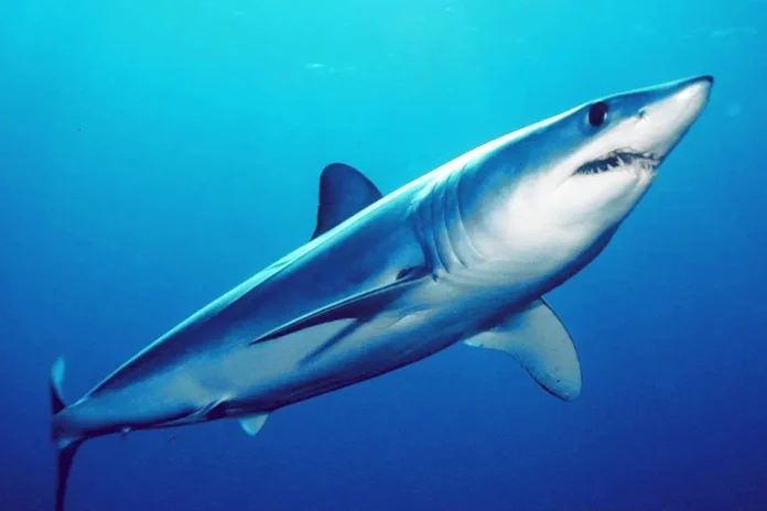 Καρχαρίας Μάκο (Isurus_oxyrinchus)