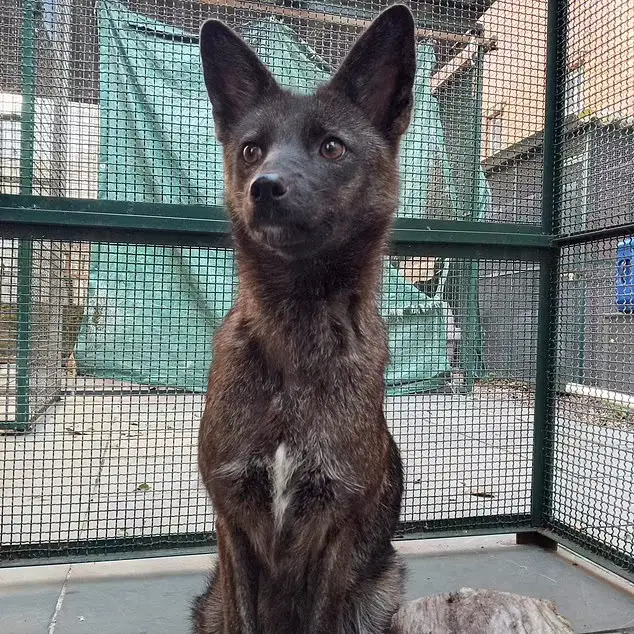 Το υβρίδιο αλεπούς-σκύλου που βρέθηκε στη Βραζιλία (Photo: Twitter/DailyMail)