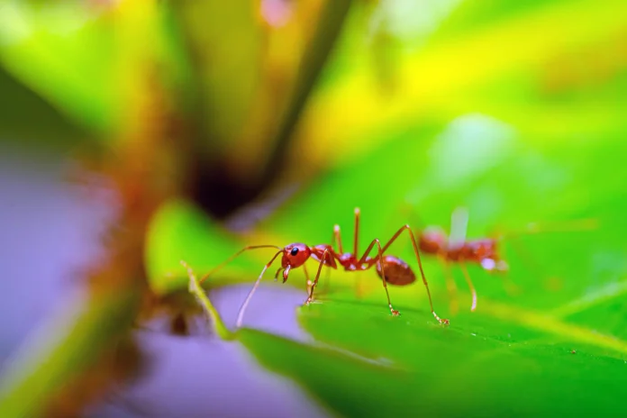 Photo: Oktavianus Mulyadi/Unsplash