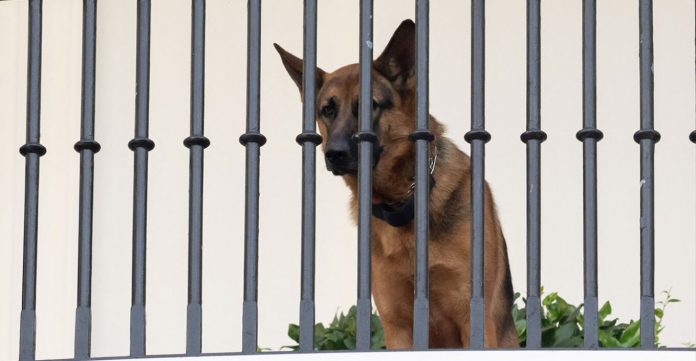 Ο Κομάντερ, ο σκύλος του Αμερικανού προέδρου που απομακρύνθηκε από τον Λευκό Οίκο