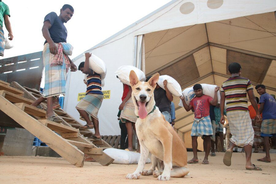 Ο Φόξτροτ, ο σκύλος-μασκότ του Παγκόσμιου Επισιτιστικού Προγράμματος του ΟΗΕ που βραβεύτηκε με Νόμπελ Ειρήνης το 2020 (Photo: World Food Programme)