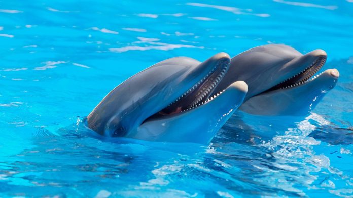 δελφινιών