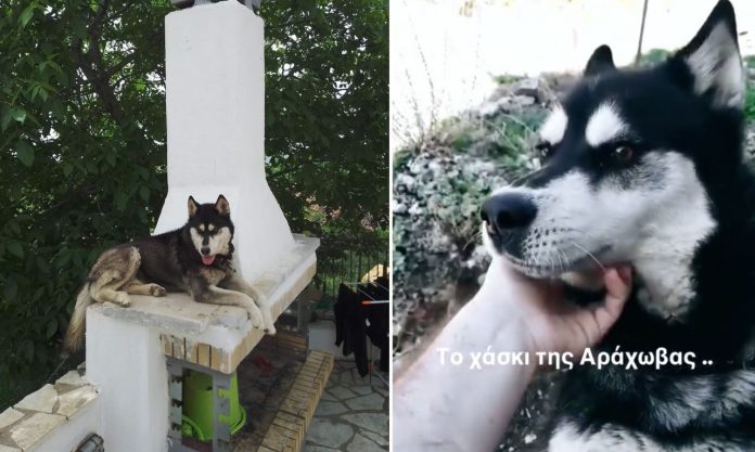 δήμαρχος