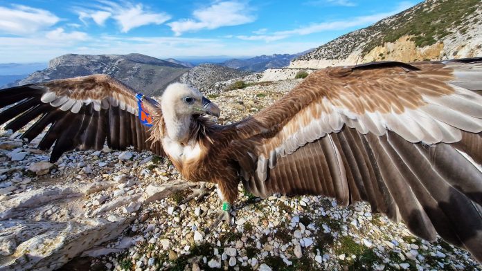 άγρια