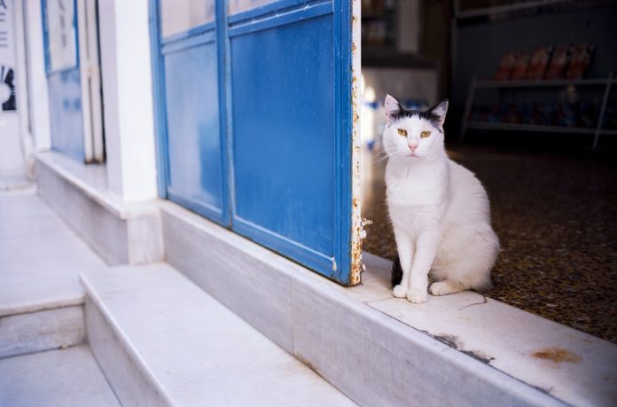 δωρεάν