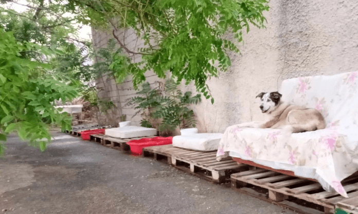 αδέσποτα