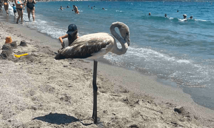 φλαμίνγκο