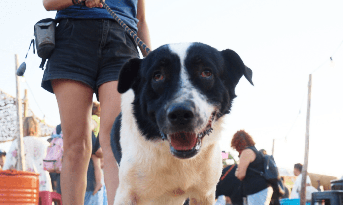 Φωτ.: Dogs' Voice