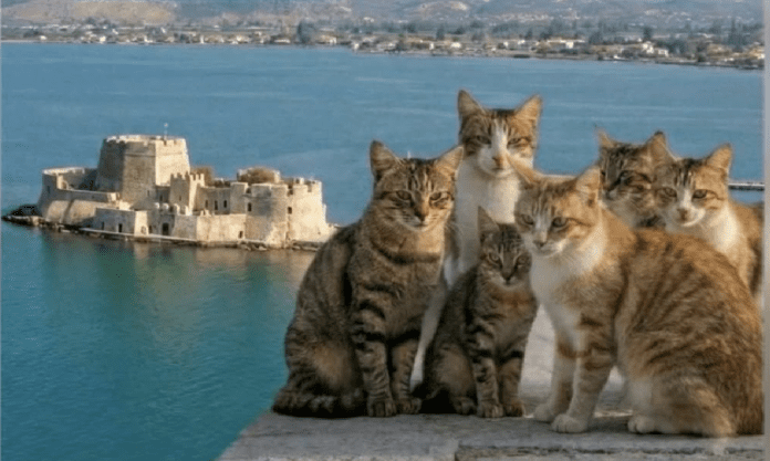 στειρώσεων